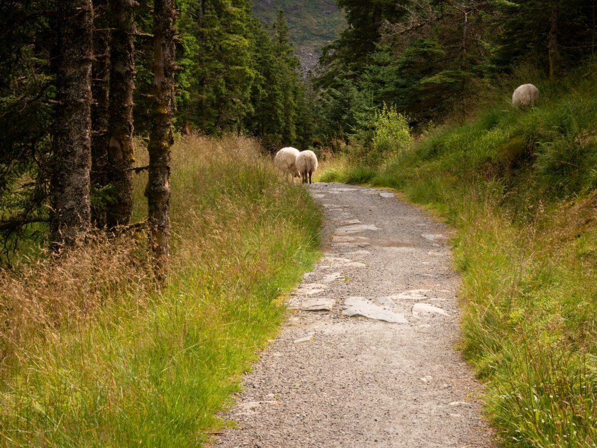 Owce pasące się przy szlaku na Urliken  (Norwegia: Bergen, 2023)